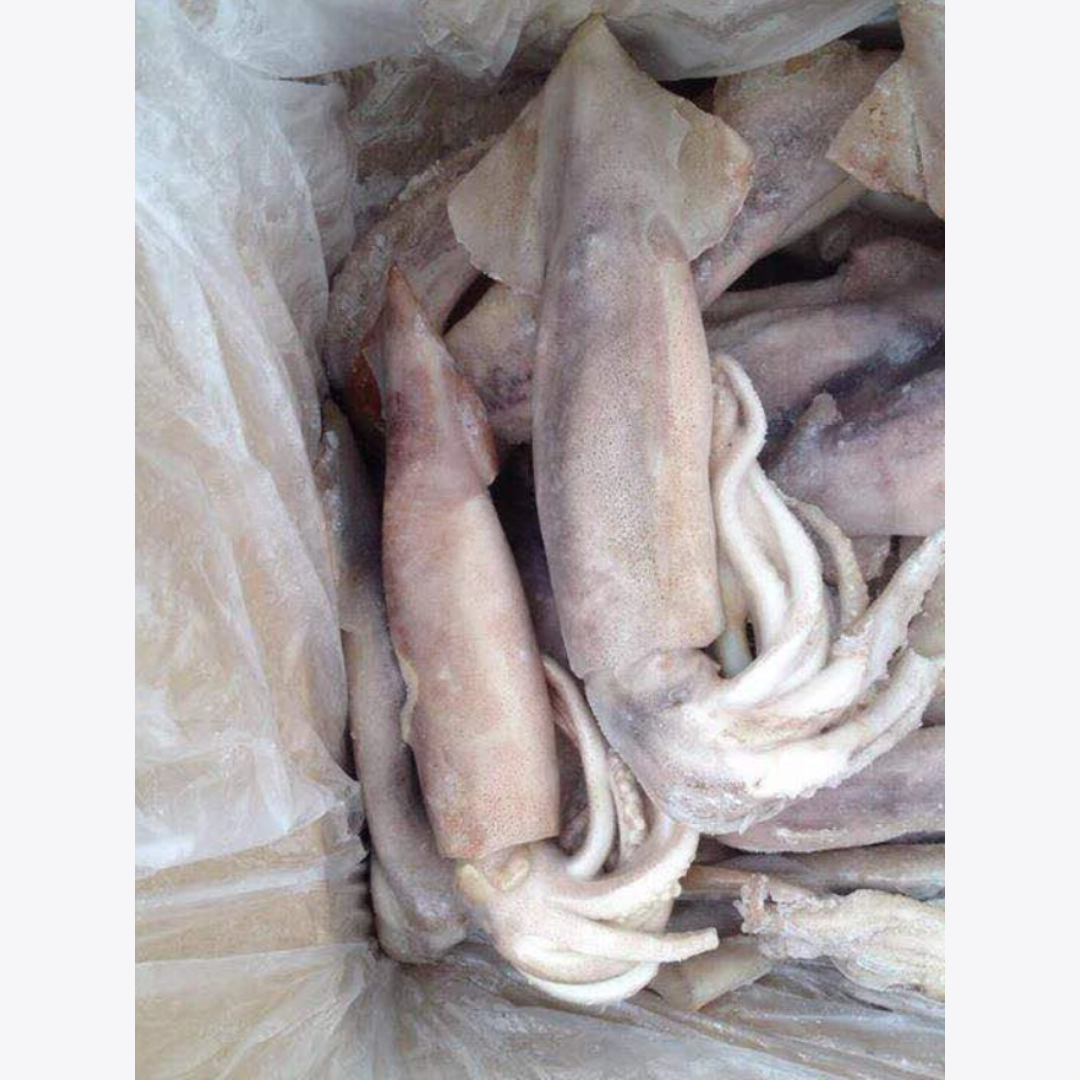 Argentina Squid (2-3PCS/KG)