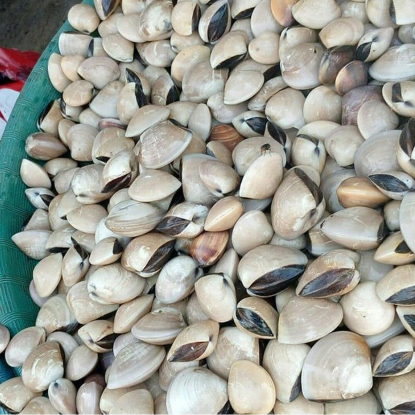 Live White Clam / Kepah (1KG)