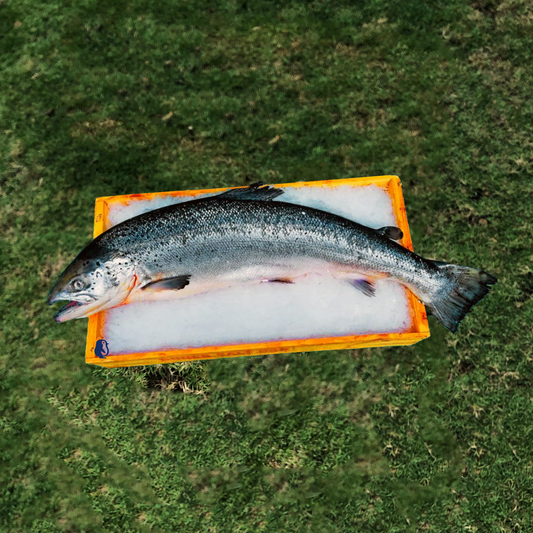 Fresh Frozen Atlantic Salmon (4.5KG-5KG) – (Not Sashimi Grade)
