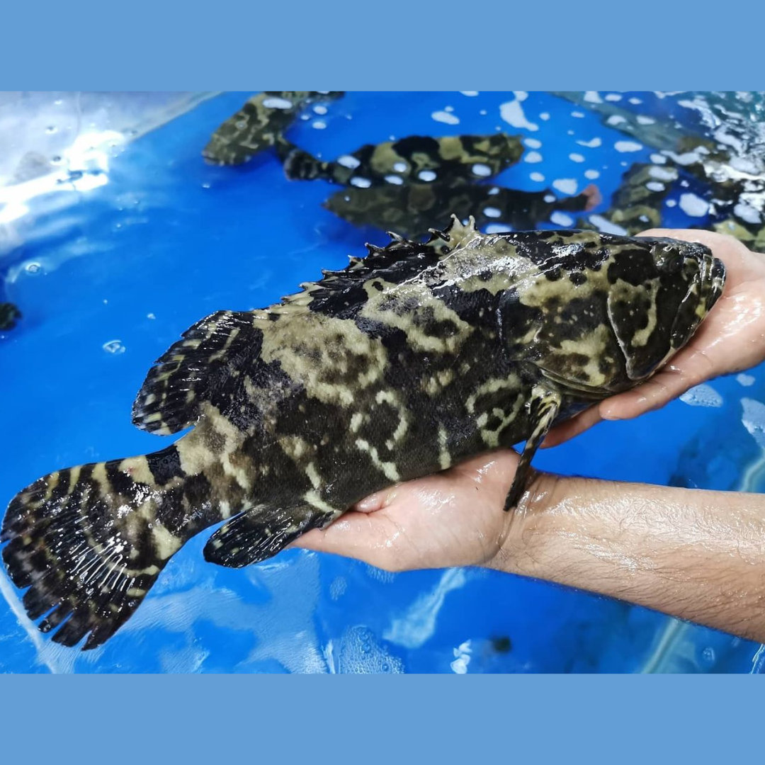 Premium Farmed Deep Ocean Water Dragon Tiger Grouper (1-1.2KG±)