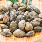 Asari Clam 21/30