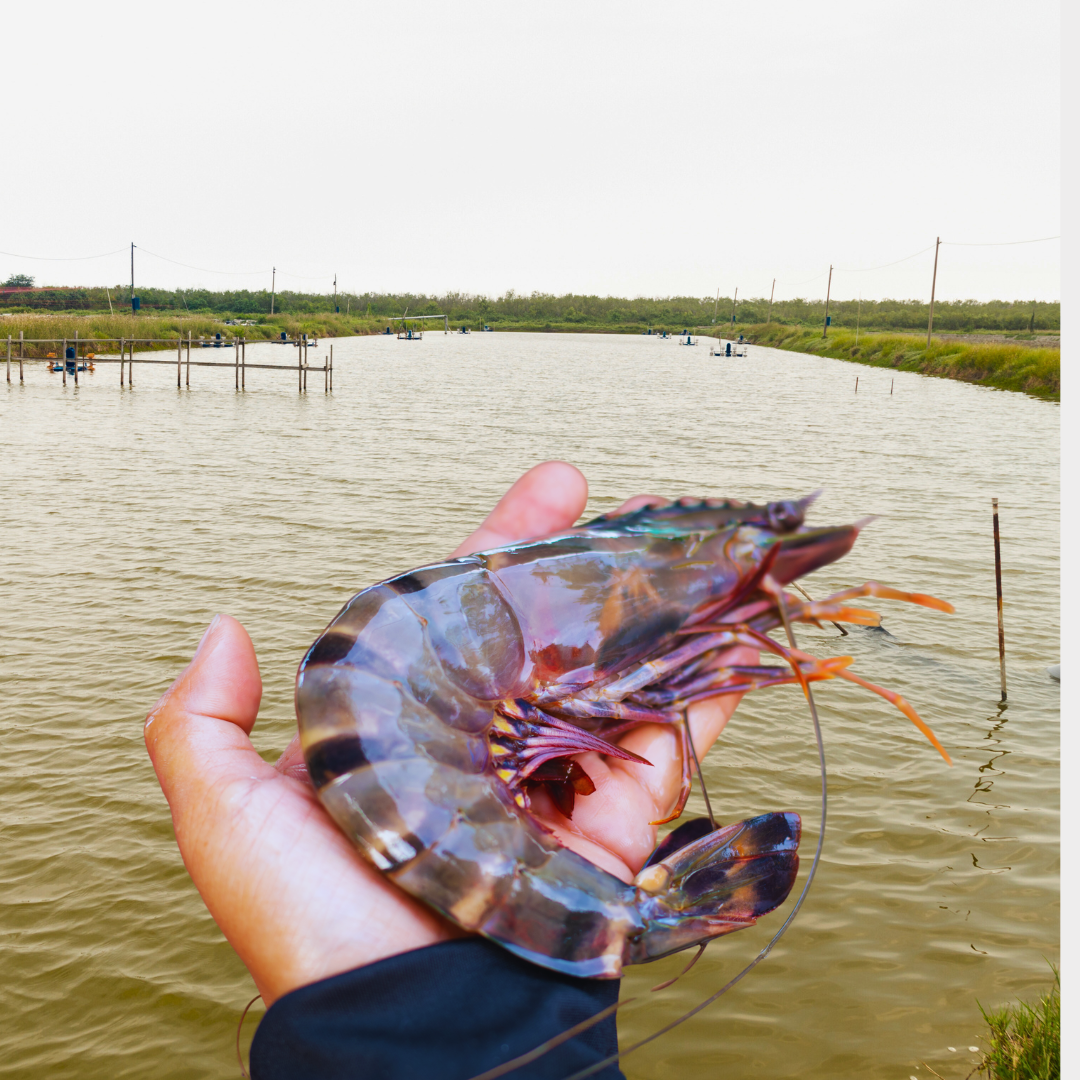 [SEMI-BLOCK] BLACK TIGER PRAWNS (700G)