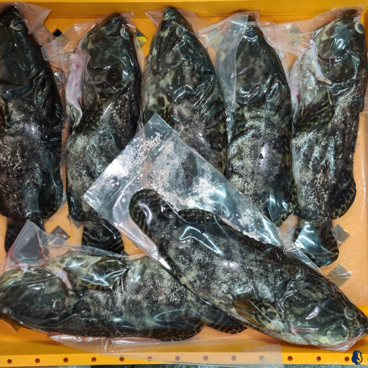 Dragon Tiger Grouper 1KG± 龙虎斑