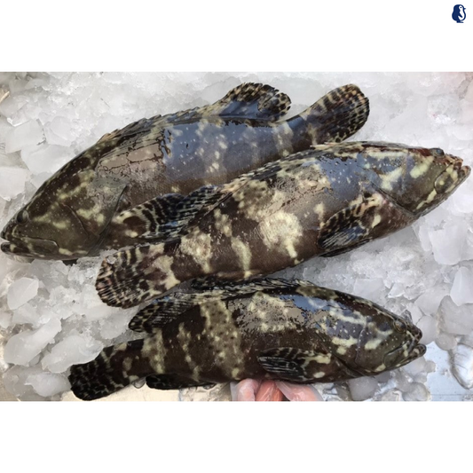 Dragon Tiger Grouper 1KG± 龙虎斑