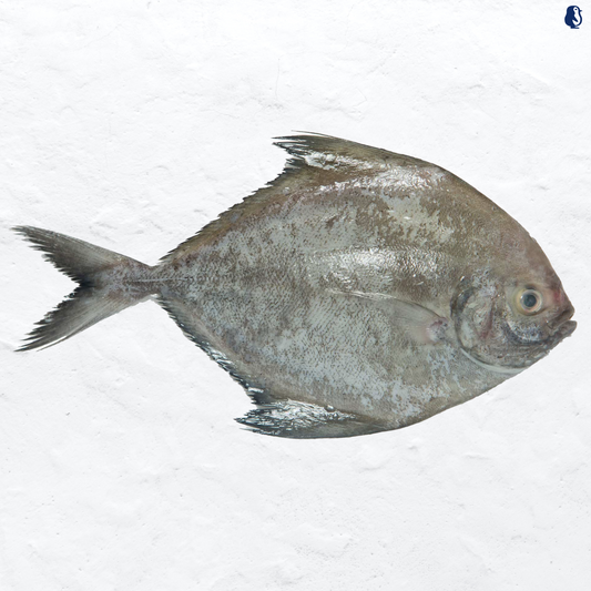 Black Pomfret 700-800g±