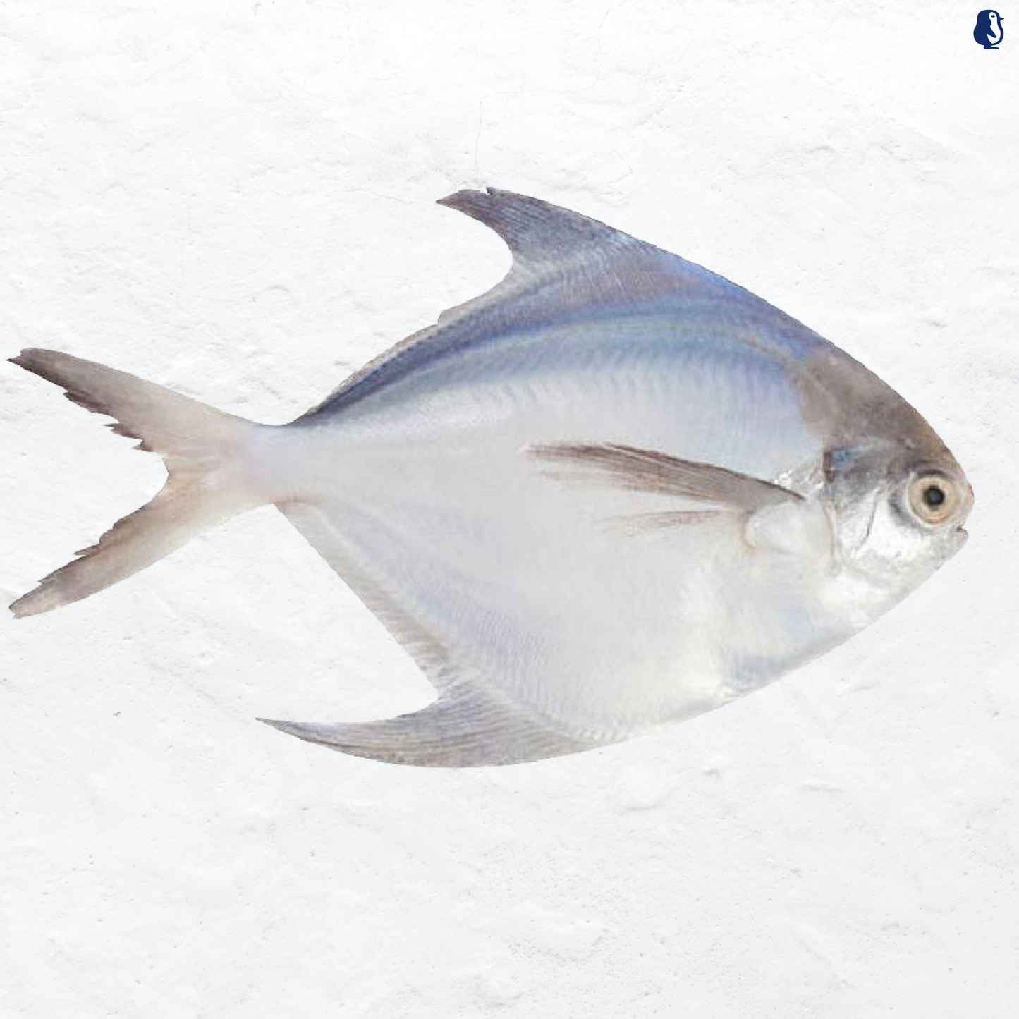 White Pomfret 200-300g±