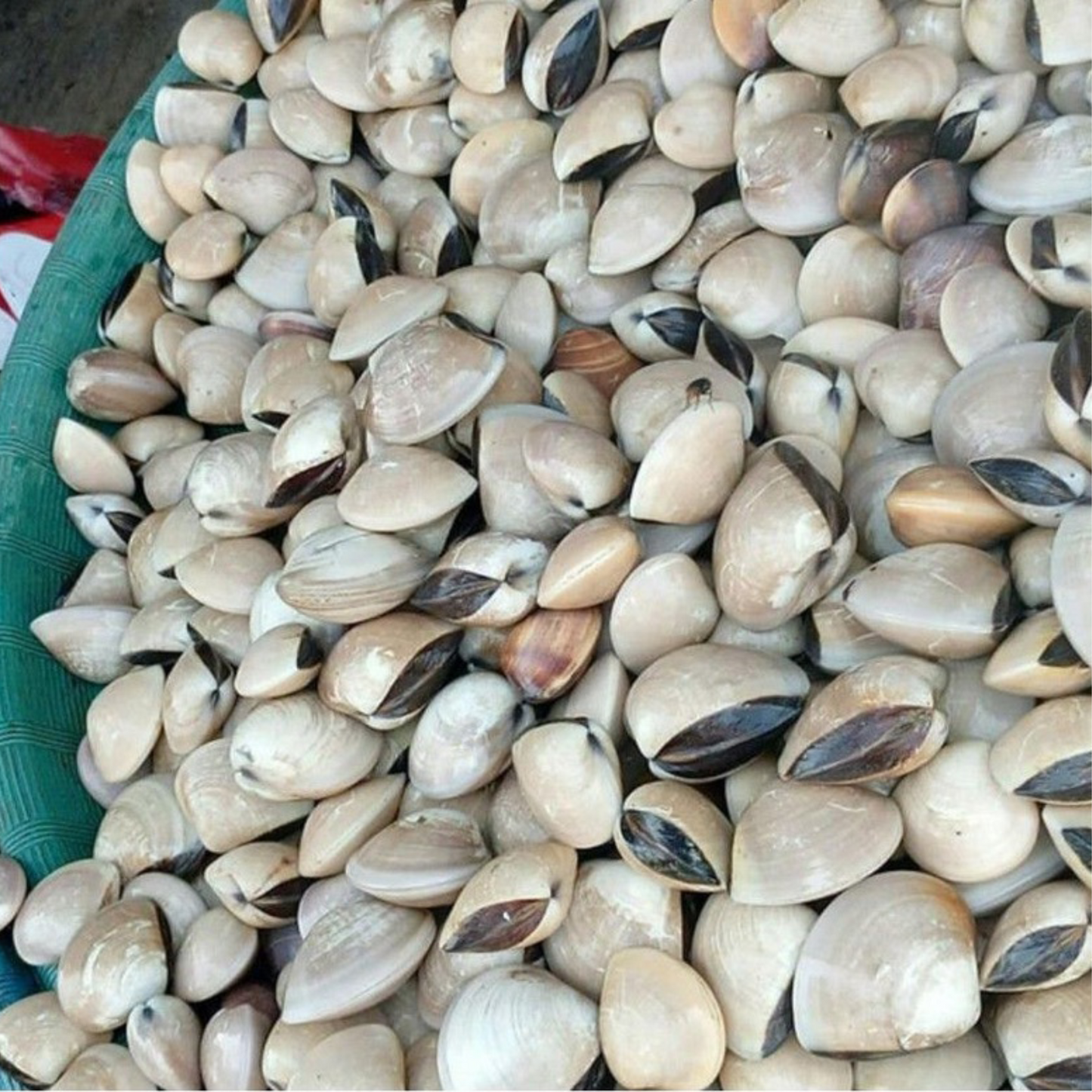 Live White Clam / Kepah