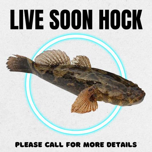 Live Soon Hock / Marble Goby
