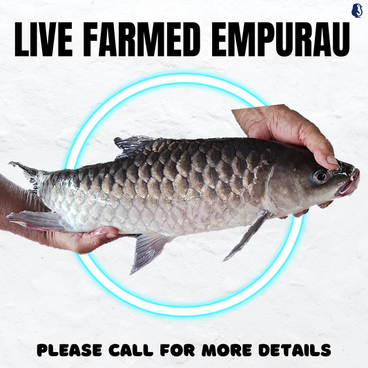 Live Empurau 1.5KG - 3KG±