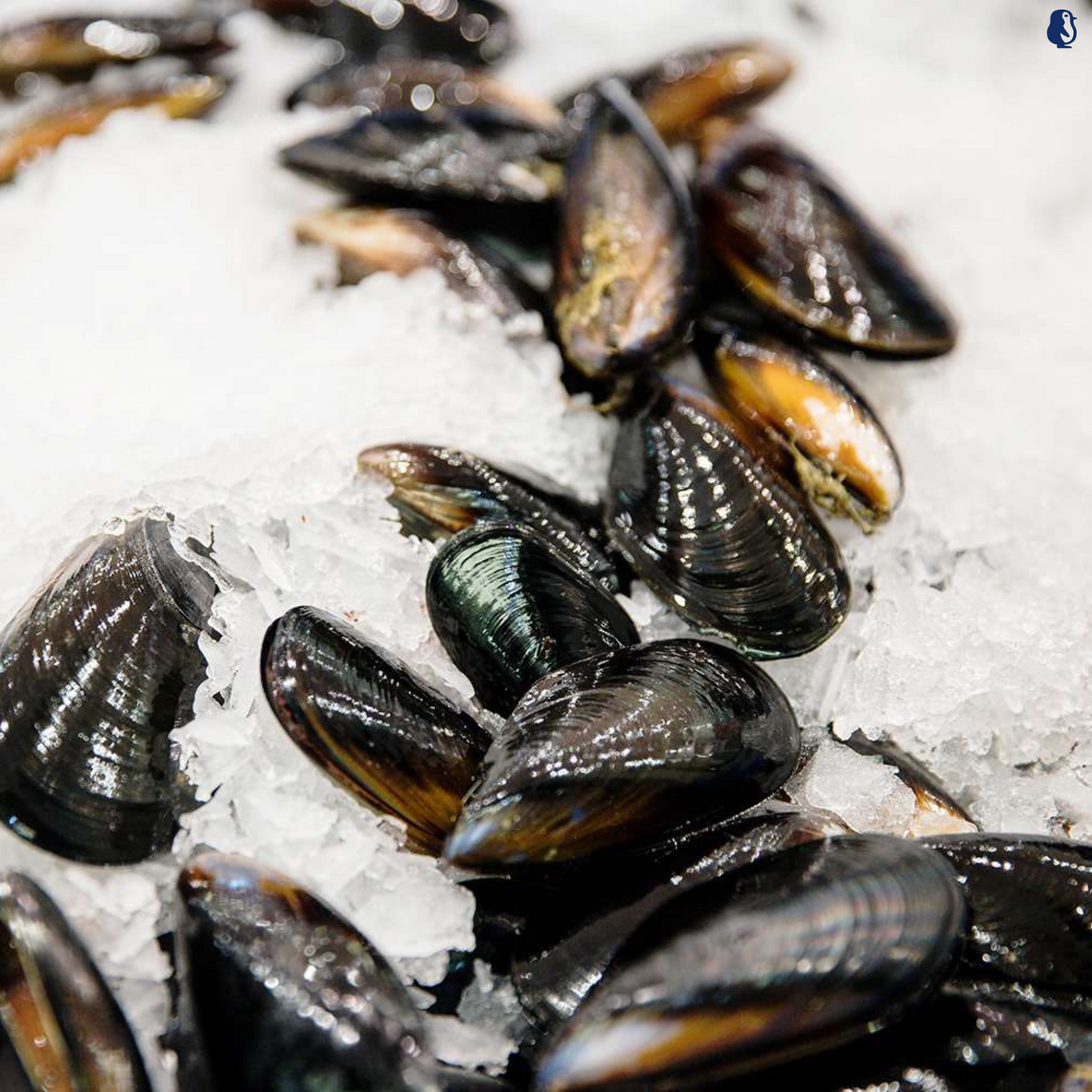 Whole Shell Black Mussels 1KG