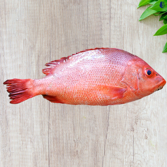 Red Snapper 红鸡鱼 1.1KG-1.5KG±