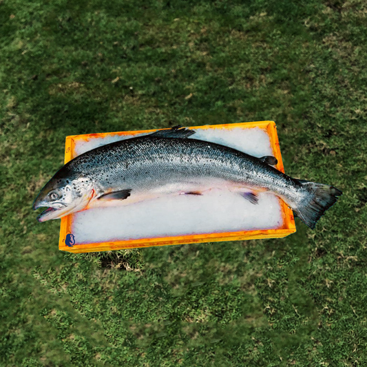 Fresh Atlantic Salmon 4-5KG