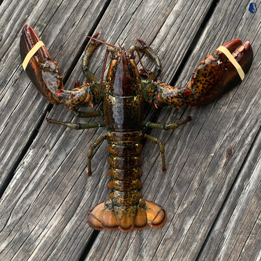 Live American Lobster 700-900g